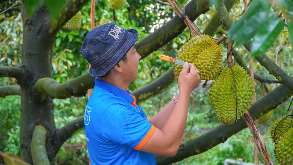 Routine agricultural inspection at HungHau Foods’ durian farm in Can Tho, Vietnam