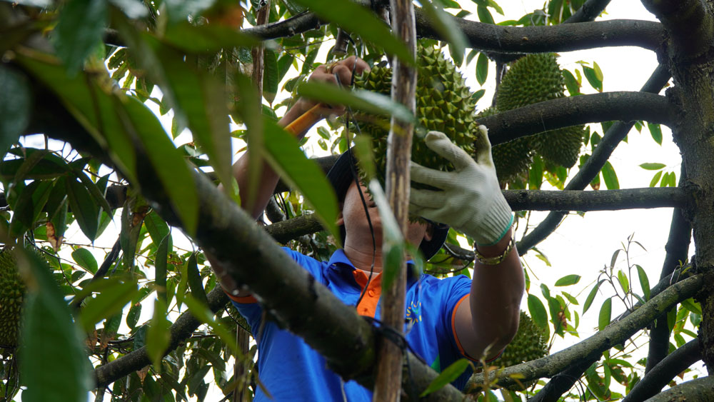 Frozen Monthong Durian Export Marks a Turning Point for Vietnamese Agricultural Products in 2025
