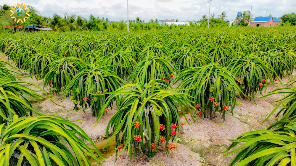 HungHau Foods Joint stock Company (HungHau Foods)
