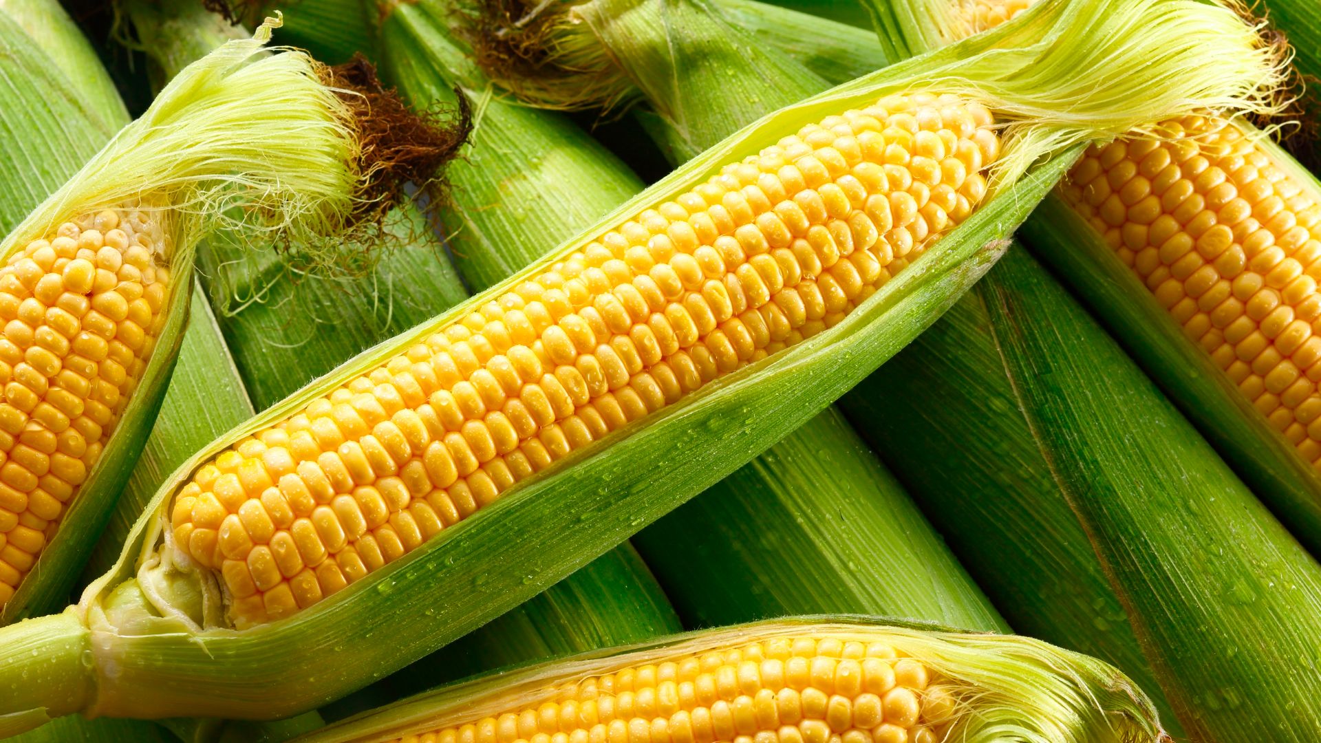 WHY CAN HUNGHAU FOODS FROZEN CORN CONQUER THE RUSSIAN AND TAIWAN MARKETS?