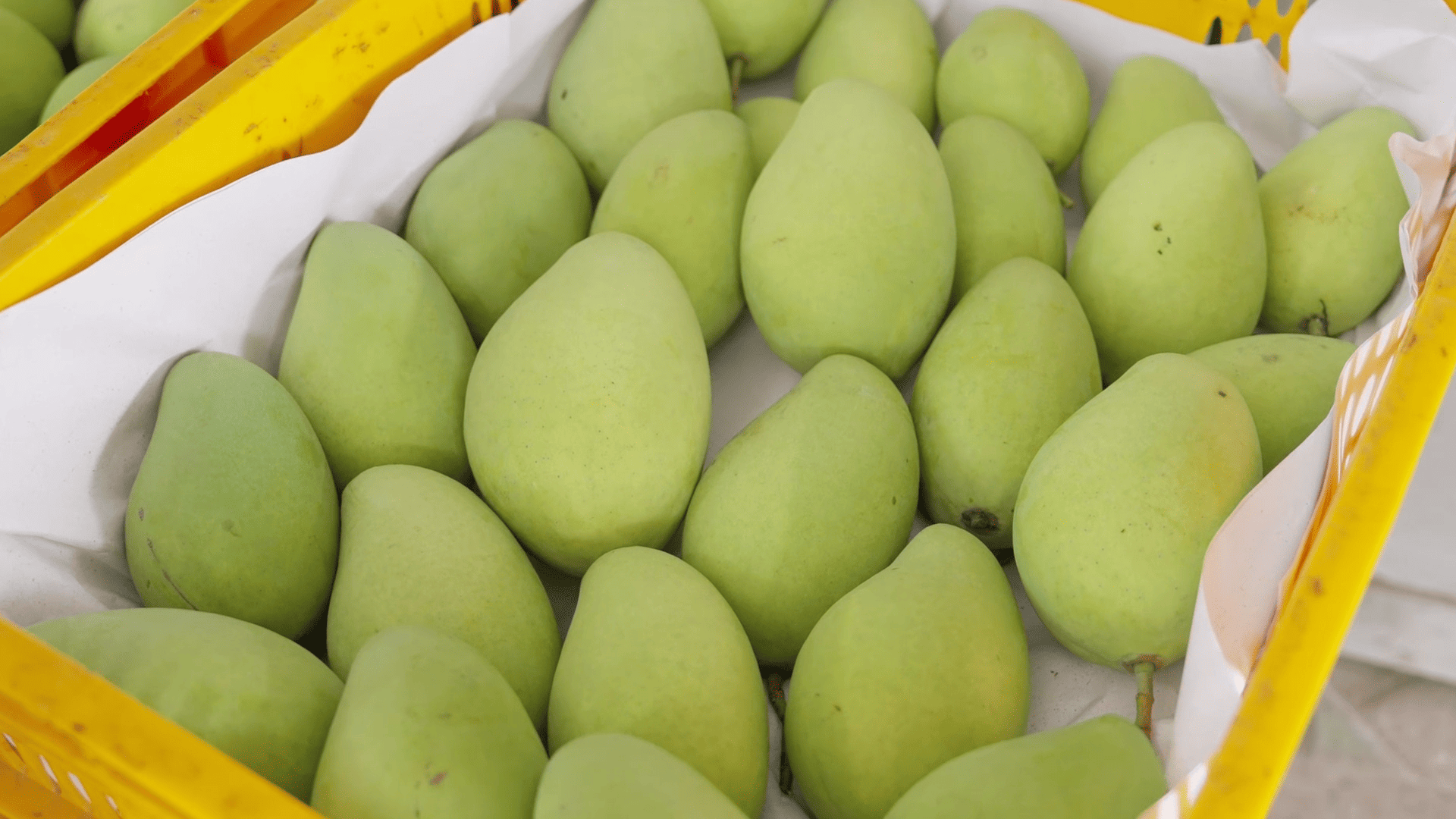 Xoài cát chu Đồng tháp