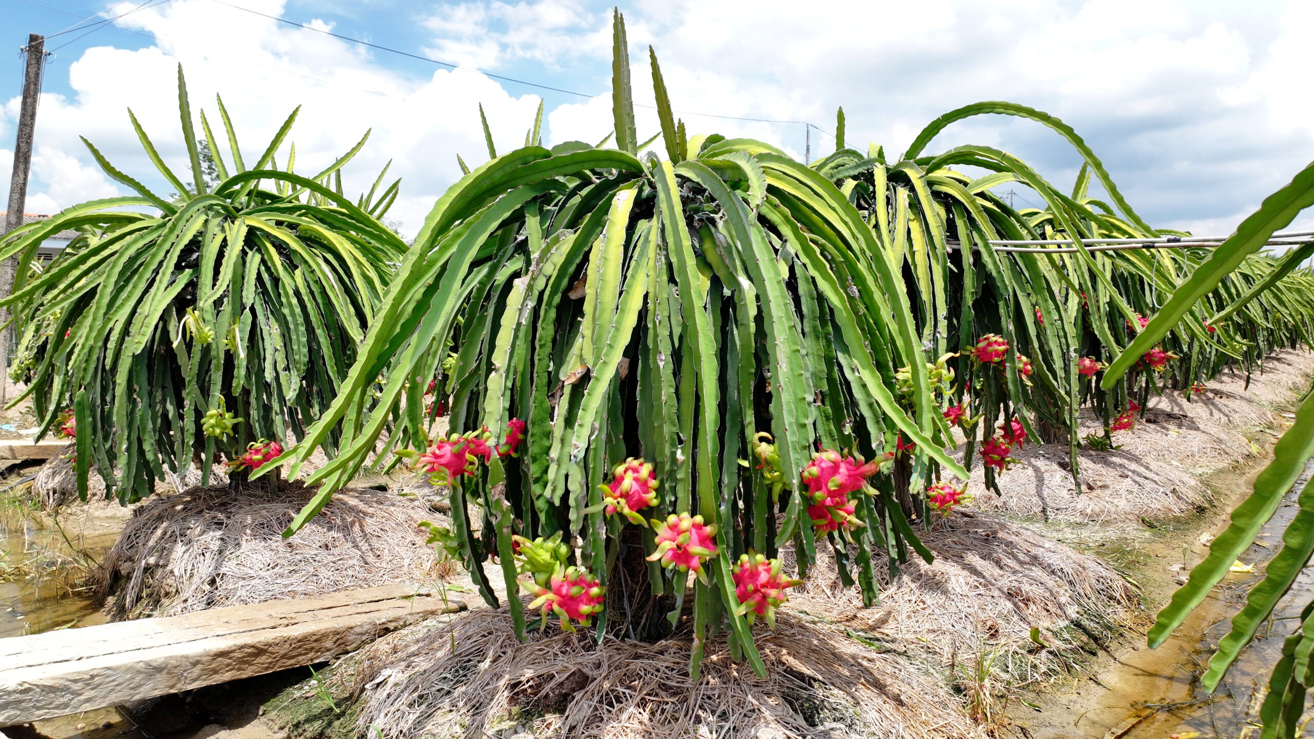 NỖ LỰC XUẤT KHẨU THANH LONG ĐÔNG LẠNH, NÂNG CAO GIÁ TRỊ NÔNG SẢN VIỆT NAM