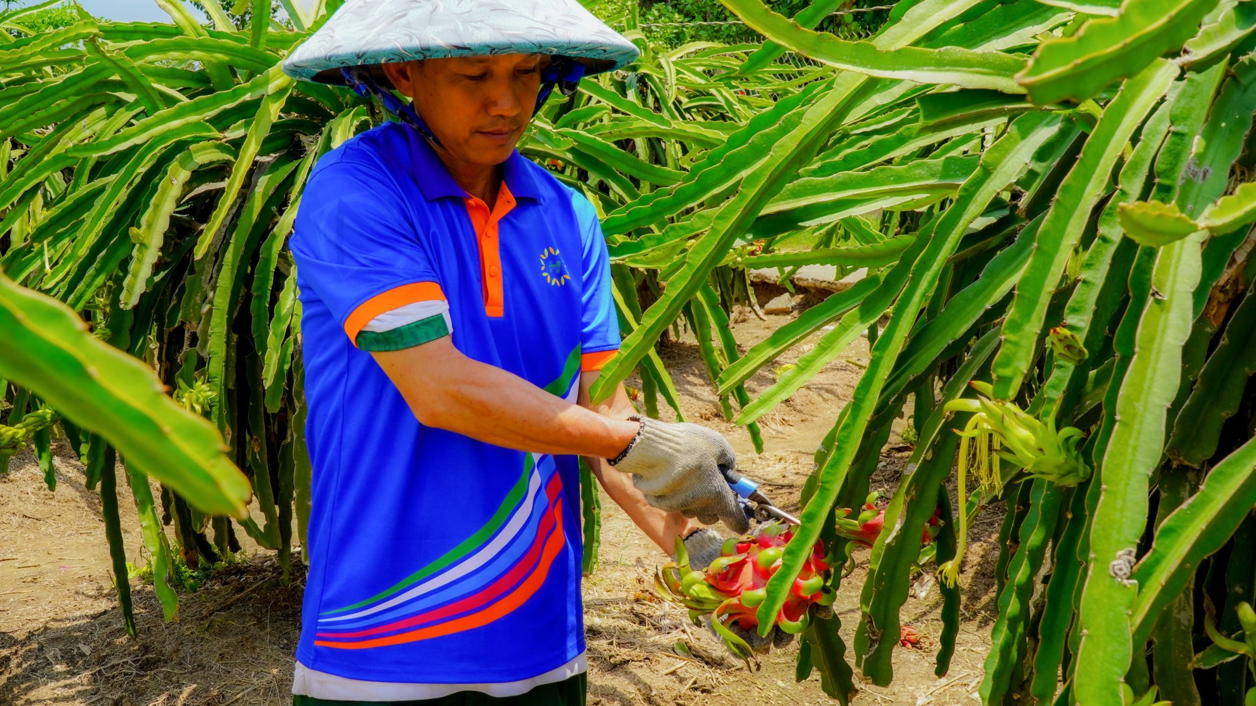 Công nhân HungHau Foods đang thực hiện hài thanh long tại vườn 