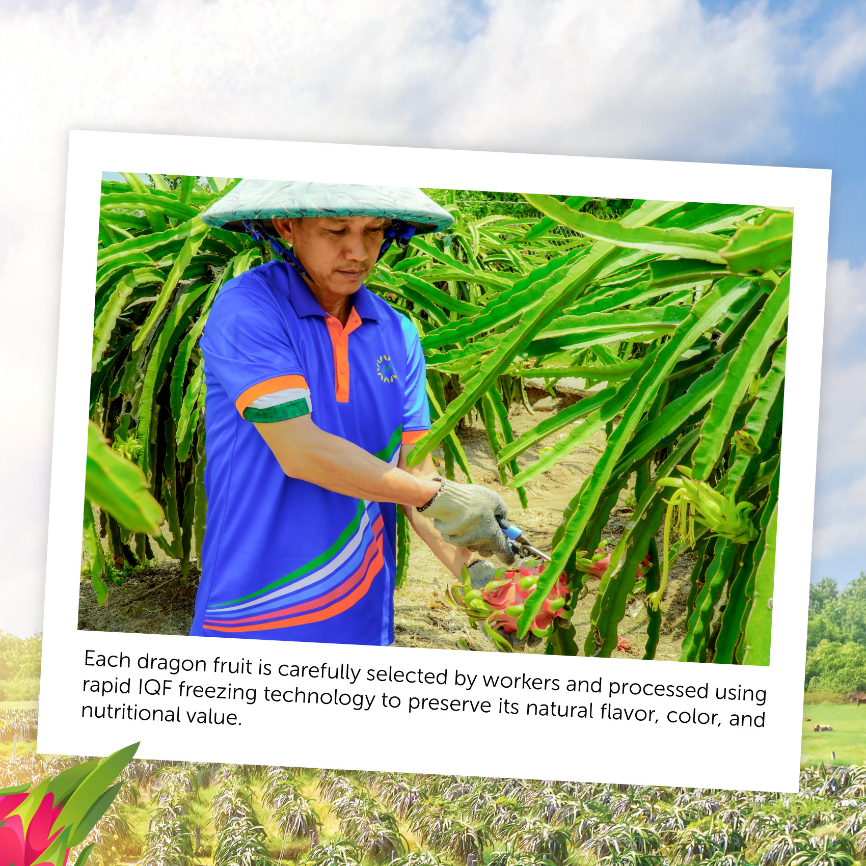 Công ty Cổ phần Thực phẩm Hùng Hậu (HungHau Foods)