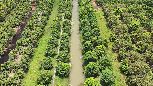 Farm xoài tại Đồng Tháp (Việt Nam)của Công ty Cổ phần Thực phẩm Hùng Hạu (HungHau Foods) 