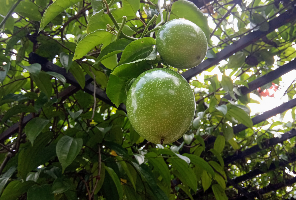 Vườn chanh dây (Nguồn: Internet)