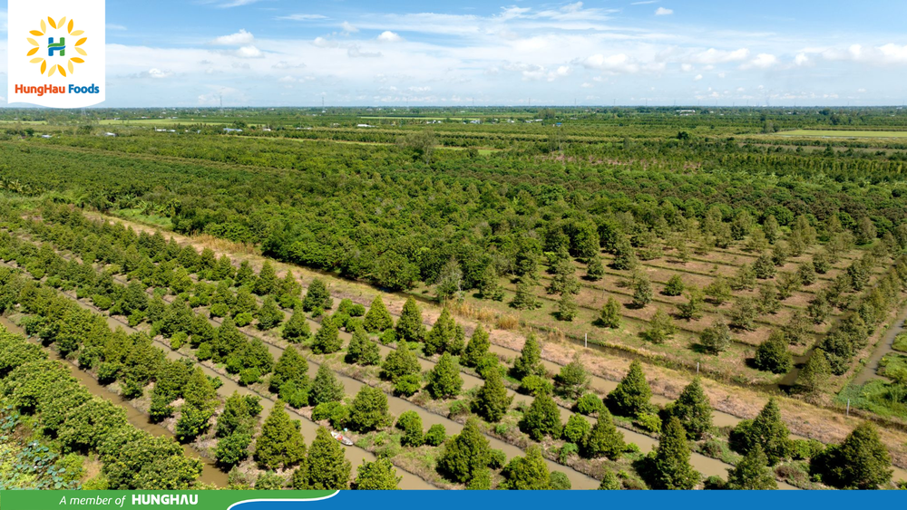 Nông trại sầu riêng