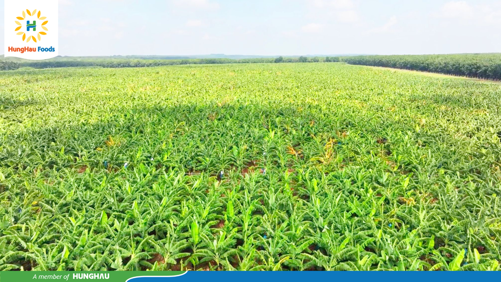 Nông trại chuối