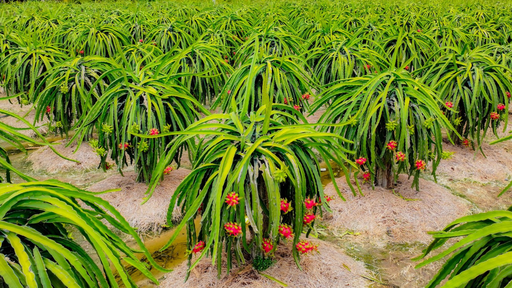 Nông trại thanh long