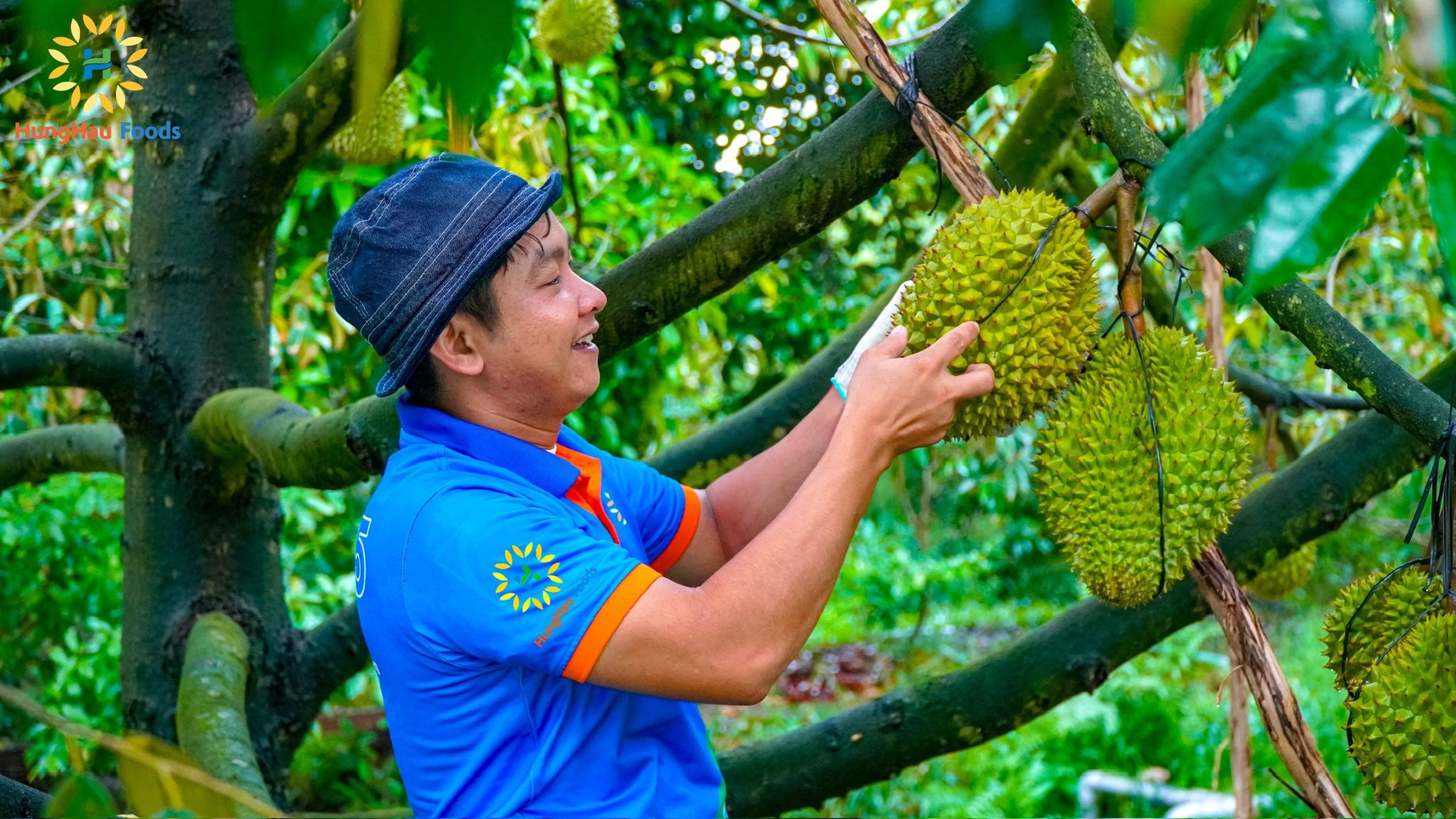 Nông dân HungHau Foods thu hoạch sầu riêng Monthong tuyển chọn tại vườn