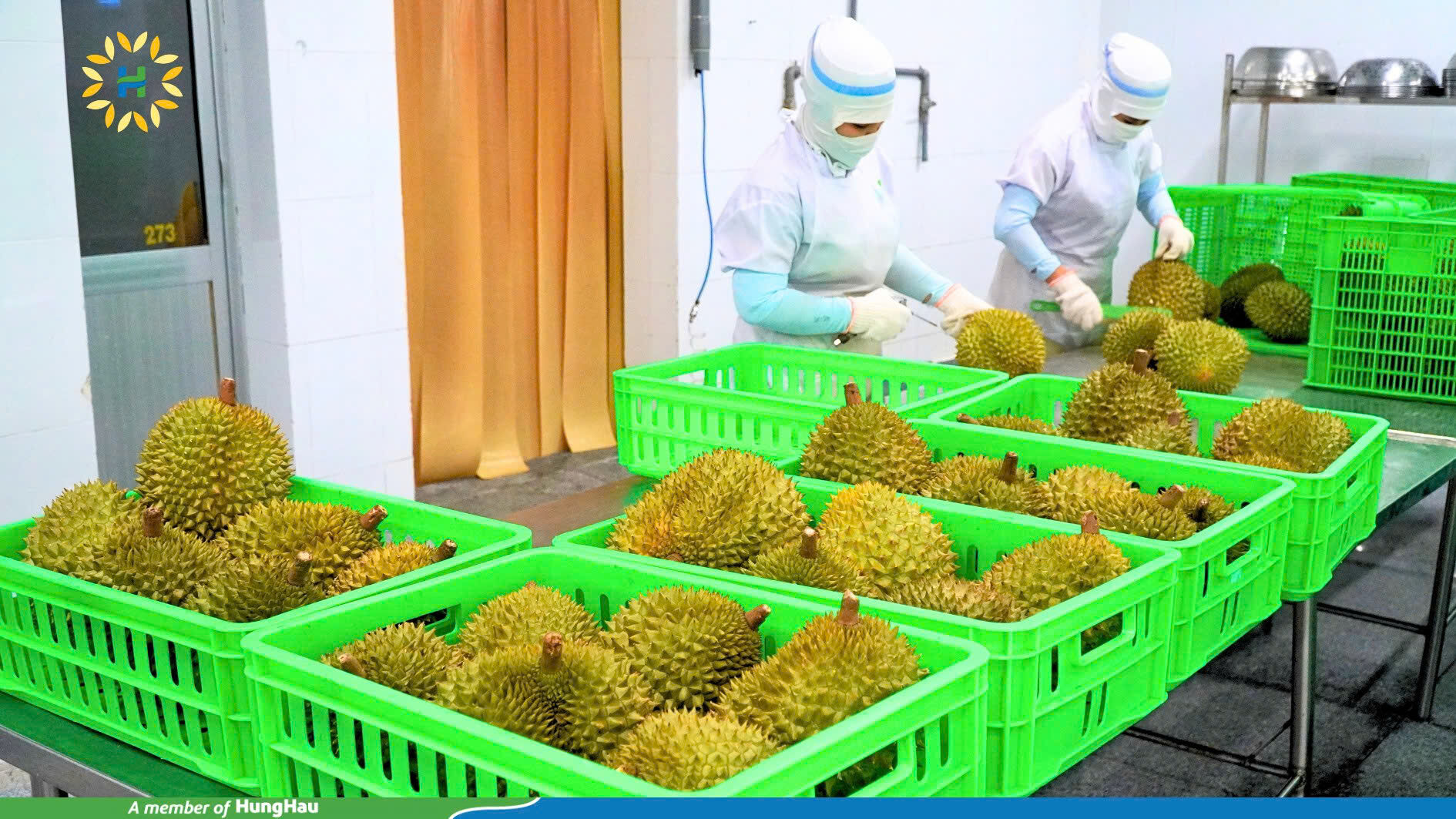 Công nhân thực hiện lọc tách sầu riêng trong quy trình sản xuất