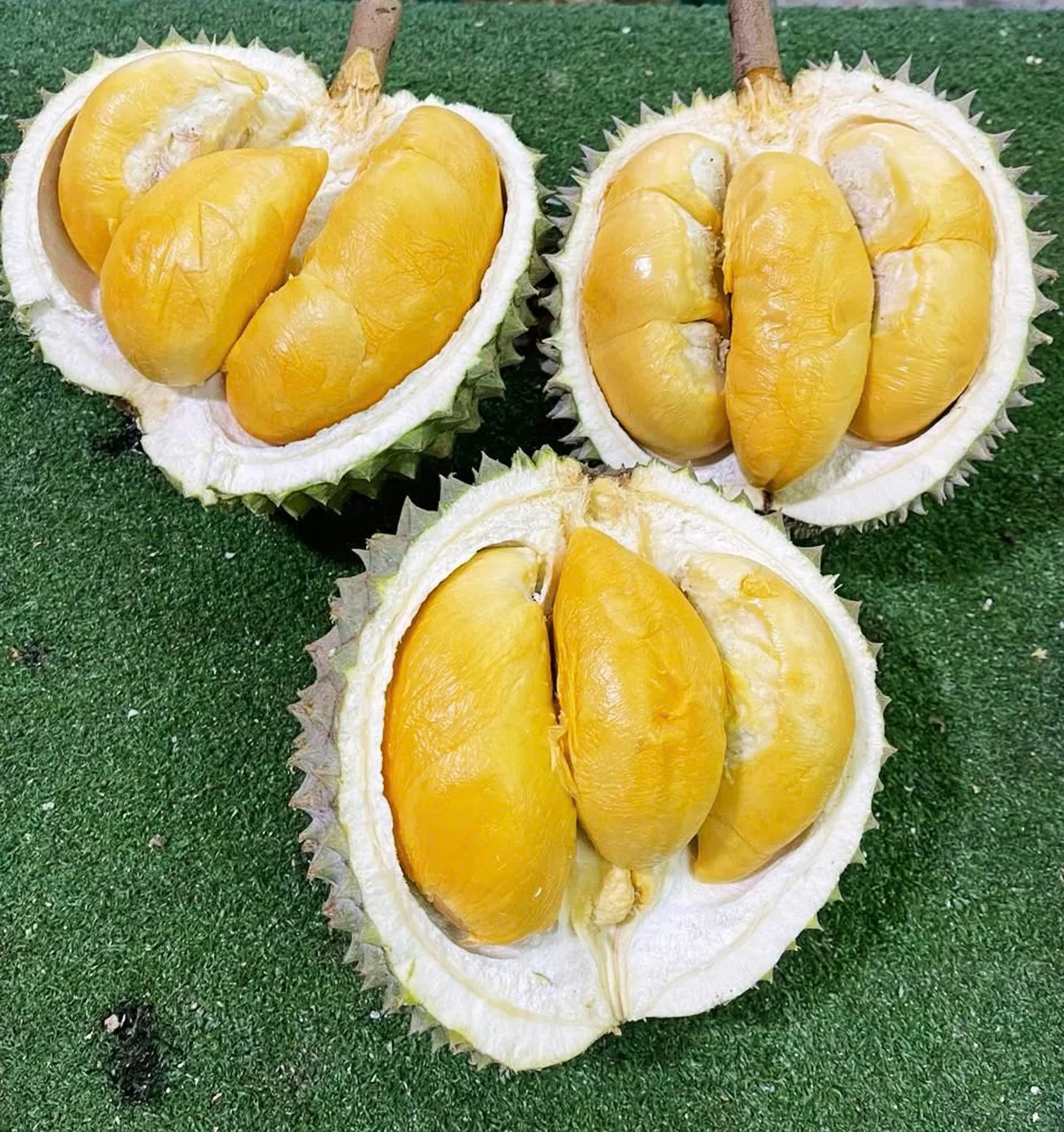 Sầu riêng Musang King
