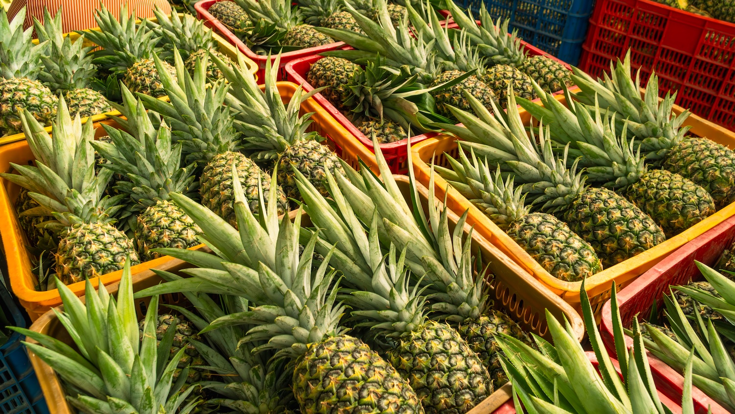 md2 pineapple hunghau foods